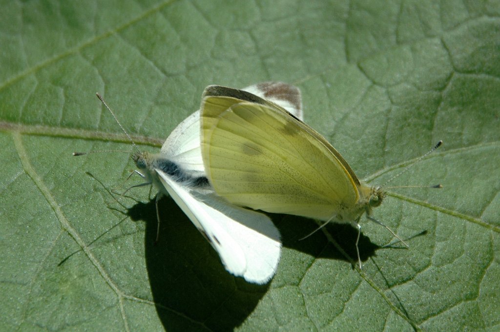 023 2009-08296649 Iowa City, IA.JPG - Cabbage White Butterfly (Pieris rapae) mating. Iowa City, IA, 8-29-2009